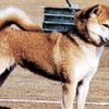 [특파원 생생리포트] 토종 일본犬 멸종될라… 들짐승 방지에 활용·체험 이벤트까지