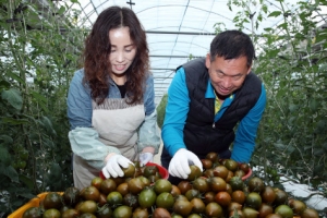 초코볼 토마토 수확에 바쁜 손길
