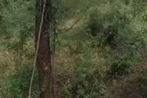 시서스가루, 지방분해+관절 건강..효능 보니 “신의 선물”[종합]