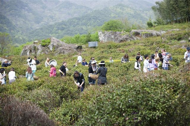 지리산 자락 하동 야생녹차밭에서 녹차 수확 체험을 하고 있는 관광객들. 하동군 제공