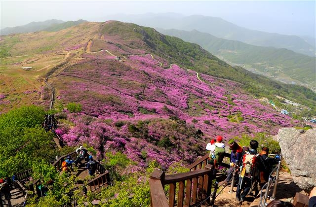 황매산 철쭉제 기간에 많은 등산객이 철쭉군락지를 비롯해 황매산을 찾아 철쭉제를 즐기고 있다. 합천군 제공