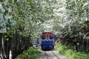 꽃터널 지나는 낭만열차