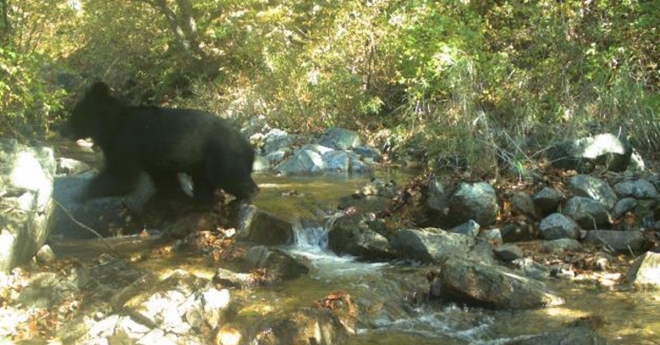 환경부와 국립생태원이 비무장지대(DMZ)에 설치한 무인 생태조사 장비를 통해 DMZ 동부 지역에서 반달가슴곰의 모습을 확인했다고 8일 밝혔다. 2019.5.8 환경부 제공. 연합뉴스