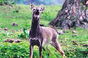 노루가 사라진다… 제주, 1년간 포획 금지령