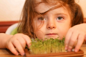 브로콜리, 새싹야채가 뇌를 건강하게 만들어준다고?