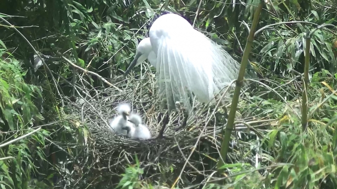 울산 태화강 철새공원에 둥지를 튼 중백로가 부화한 새끼를 돌보고 있다. 울산시 제공.
