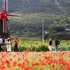 17~26일 경남 하동 북천 꽃단지에서 꽃양귀비 축제