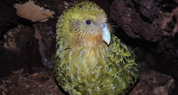 사진= New Zealand Department of Conservation