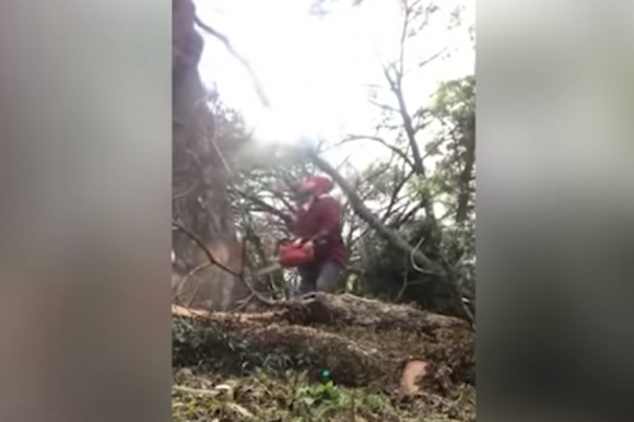 나무의 복수?…나무 베다가 급소 부딪힌 남성