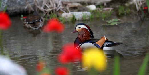 [포토] ‘꽃구경 나온 원앙’