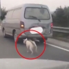 ‘악마 에쿠스 사건’ 연상케 하는 동물학대 또 발생