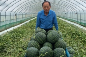 고령화의 그늘… ‘고령 우곡수박’ 쇠락의 길