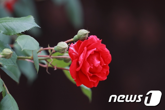 성년의 날 선물