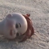 인형 머리와 분리될 수 없는 게의 슬픈 운명