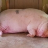 [포토] 3년 만에 애완용 돼지가 300kg까지