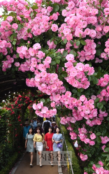 20일 오후 서울 중랑구 수림대 장미공원 일대에서 열린 서울장미축제를 찾은 사람들이 장미터널을 지나가며 활짝 핀 장미를 감상하고 있다. 도준석 기자 pado@seoul.co.kr 20일 오후 서울 중랑구 수림대 장미공원 일대에서 열린 서울장미축제를 찾은 사람들이 장미터널을 지나가며 활짝 핀 장미를 감상하고 있다. 도준석 기자 pado@seoul.co.kr
