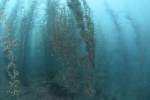 제주, 큰열매모자반 인공종자 대량생산 ,국내 첫 양식기술 개발… 소득창출 기대