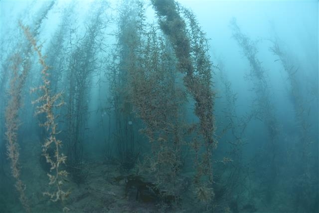 국내 최초로 제주에서 인공종자 대량생산에 성공한 큰열매모자반. 항산화 물질과 항염증 기능성 물질을 함유해 경제적 가치가 높다.  제주도 제공