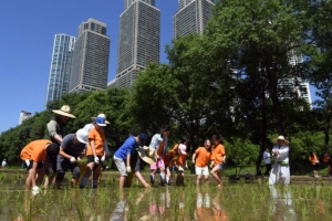 꼬마 농부 모내기 체험