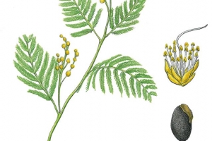 [이소영의 도시식물 탐색] 아카시아와 아까시나무