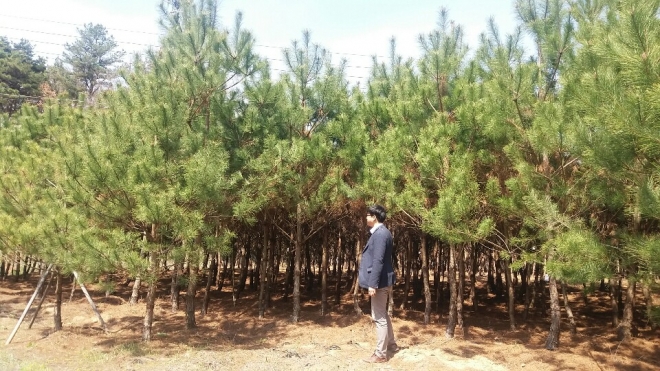 보은군 군유림에서 자라고 있는 정이품송 후계목.