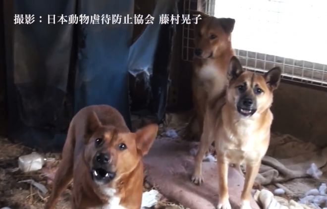 수용돼 있는 개와 고양이를 학대한 혐의를 받고 있는 일본 이바라키현 고가시의 동물보호시설. <일본동물학대방지협회 촬영화면 캡처>