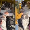 ‘진짜 고양이인 줄···’, 고양이 인형옷 입고 고구마 파는 남성