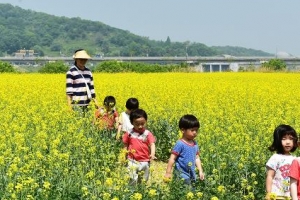 여주시 당남리섬 유채꽃밭 발길 이어져