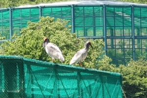 자연으로 날아간 우포따오기, 야생에서 잘 적응