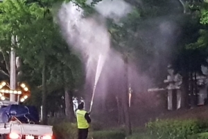 안양시, 악취예방 위해 은행나무 203그루 열매 조기 수확