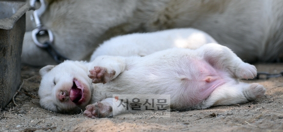 포토인사이트- 경기도 파주시의 한 주택에서 갓 태어난 강아지 새끼가 어미견 옆에서 오수를 즐기며 하품을 하고 있다. 본격적인 여름이 오기도 전에 더위는 본격적으로 시작되고 있다. 그늘 아래 시원한 바람 맞으며 즐기는 낮잠이 간절해지는 계절이 오고 있다.  2019. 6. 2 정연호 기자 tpgod@seoul.co.kr