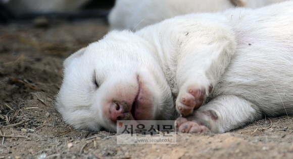 포토인사이트- 경기도 파주시의 한 주택에서 갓 태어난 강아지 새끼가 어미견 옆에서 오수를 즐기고 있다. 본격적인 여름이 오기도 전에 더위는 본격적으로 시작되고 있다. 그늘 아래 시원한 바람 맞으며 즐기는 낮잠이 간절해지는 계절이 오고 있다.  2019. 6. 2 정연호 기자 tpgod@seoul.co.kr