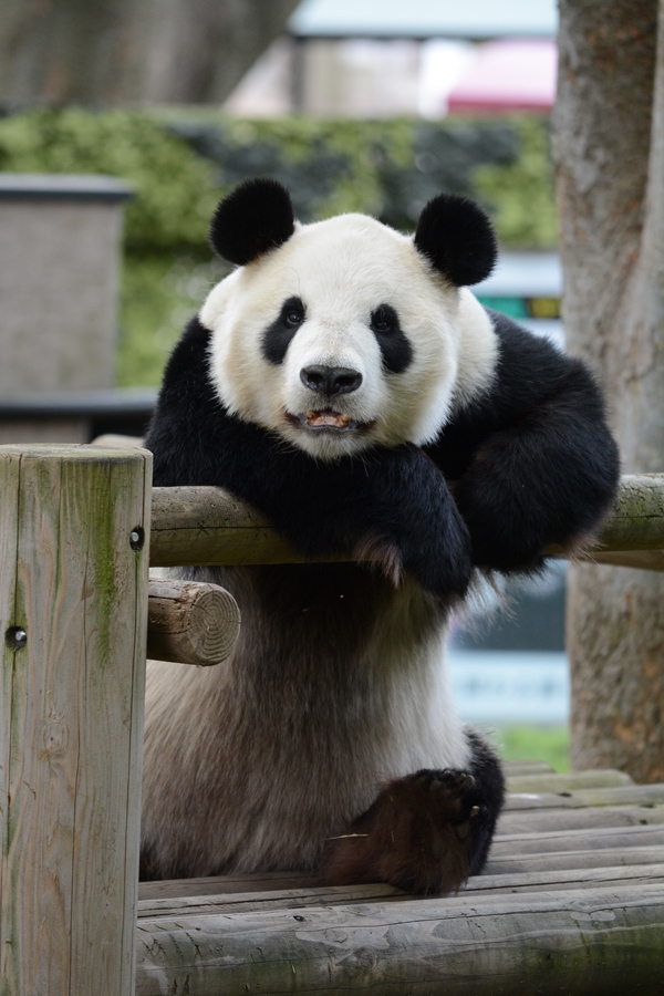 일본 도쿄 우에노 동물원의 자이언트 판다 ‘샨샨’. <우에노 동물원 홈페이지>