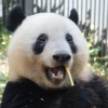日국민판다 ‘샨샨’, 올 연말 중국 반환…아쉬운 이별행사