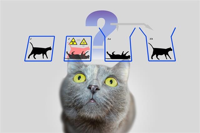 양자역학을 공부하는 사람들을 아직까지 괴롭히는 ‘슈뢰딩거 고양이 역설’을 해결하는 방법을 최근 과학자들이 제시했다. 슈뢰딩거의 고양이를 포획할 수 있게 돼 양자컴퓨터 개발에 한발 더 다가서게 됐다는 평가를 받고 있다. 픽사베이 제공