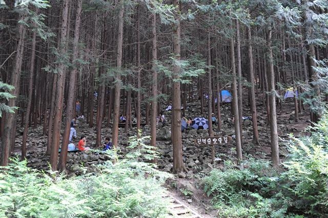 사계절 힐링 명소로 통하는 전북 완주군 상관 편백숲. 완주군 제공