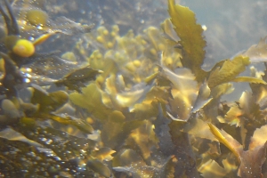 다시마, 미역 등 해조류로 친환경연료 만든다