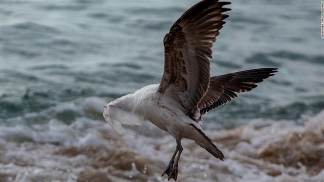 칠레 발파라이소의 칼레타 포르탈레스 해변에서 갈매기 한 마리가 인간이 버린 비닐봉지를 머리에 뒤집어 쓰게 되자 날아오르지 못하고 있다. 발파라이소 AFP 연합뉴스