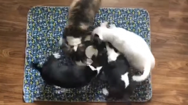 네 마리 강아지들이 물이 담긴 그릇에 머리를 박고 반시계 방향으로 돌면서 핥는 귀여운 모습(유튜브 영상 캡처)