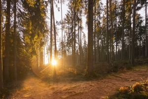 [달콤한 사이언스]100년 뒤에도 아름드리 숲 볼 수 있을까