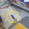 파출소에 찾아온 새의 정체, 알고보니…