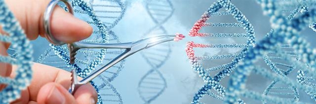 생명과학 분야에서 가장 주목받는 유전자 가위기술은 오류가 가장 적고 정확한 유전자 편집기술이다. 국내 연구진은 염기교정 유전자 가위기술로 나타날 수 있는 오류를 사전에 파악할 수 있는 인공지능 알고리즘을 찾아냈다.  미국 국립보건원(NIH) 제공
