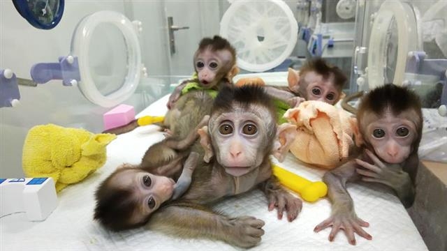 중국에서는 유전자 편집기술을 활용한 연구가 활발하다. 이 때문에 이번 자폐증 연구를 위한 유전자 편집 원숭이도 중국 주도로 만들어졌다. 지난 1월 유전자 가위기술을 이용해 수면주기를 변형시킨 마카크 원숭이들의 모습. 중국과학원(CAS) 신경과학연구소 제공