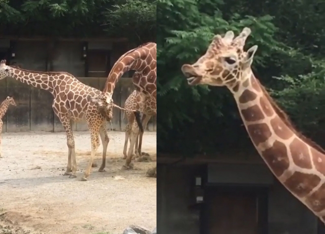 암컷 기린의 오줌을 받아 먹는 수컷 기린. 이러한 행동은 수컷이 암컷의 오줌을 맛보고 암컷이 배란을 하고 있는지를 확인하기 위한 것으로 알려져 있다(유튜브 영상 캡처)