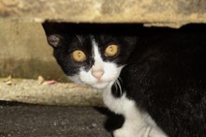 부산서 잔인 훼손된 고양이 사체 발견…경찰 수사