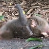 죽은 어미 품 떠나지 못하는 새끼 원숭이