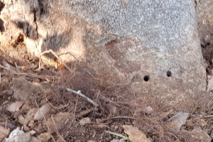 [단독] 140살 느티나무 마을 수호신 누가 죽였을까