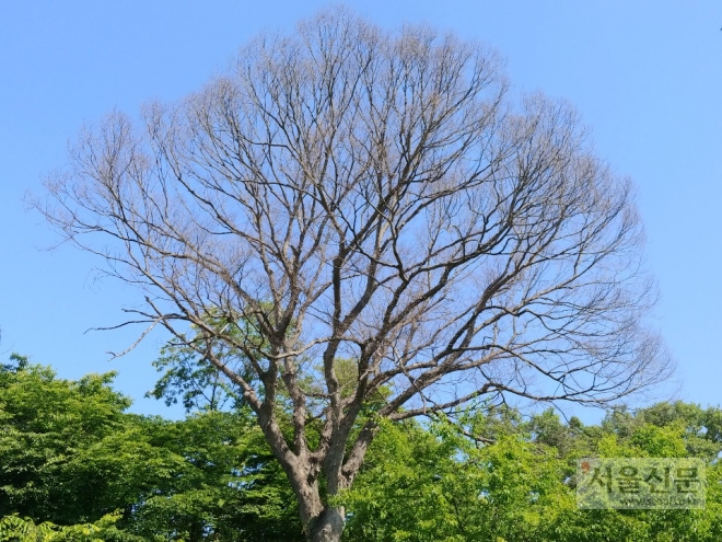 경자매마을 뒷산일대 나무들이 녹음으로 우거졌으나 보호수 느티나무만 유난히 이파리 한장 보이지 않고 말라죽어 있다.