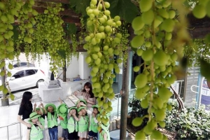 청포도 익어가는 계절