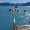 물속을 첨벙거리는 썰매개들, 그린란드 지난주 한때 섭씨 17.3도